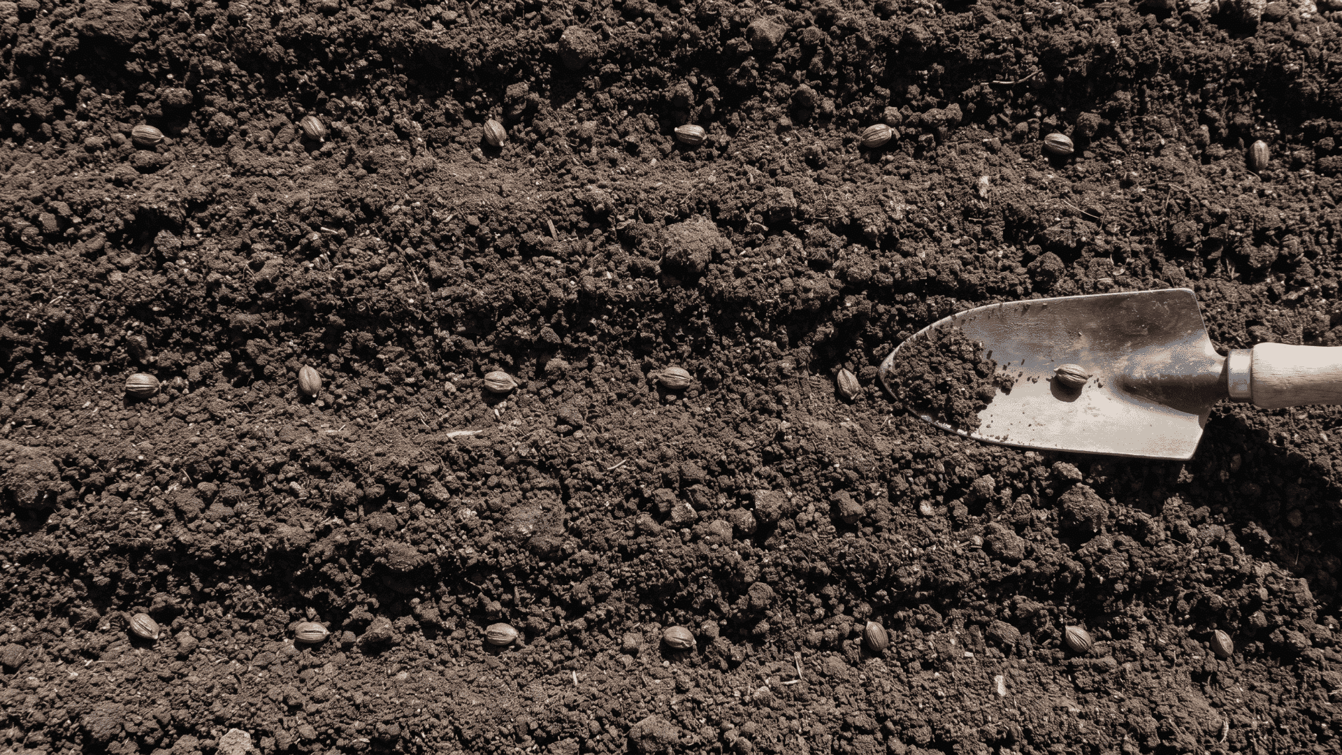 Zinnia seeds spaced evenly apart on loose soil in a garden bed