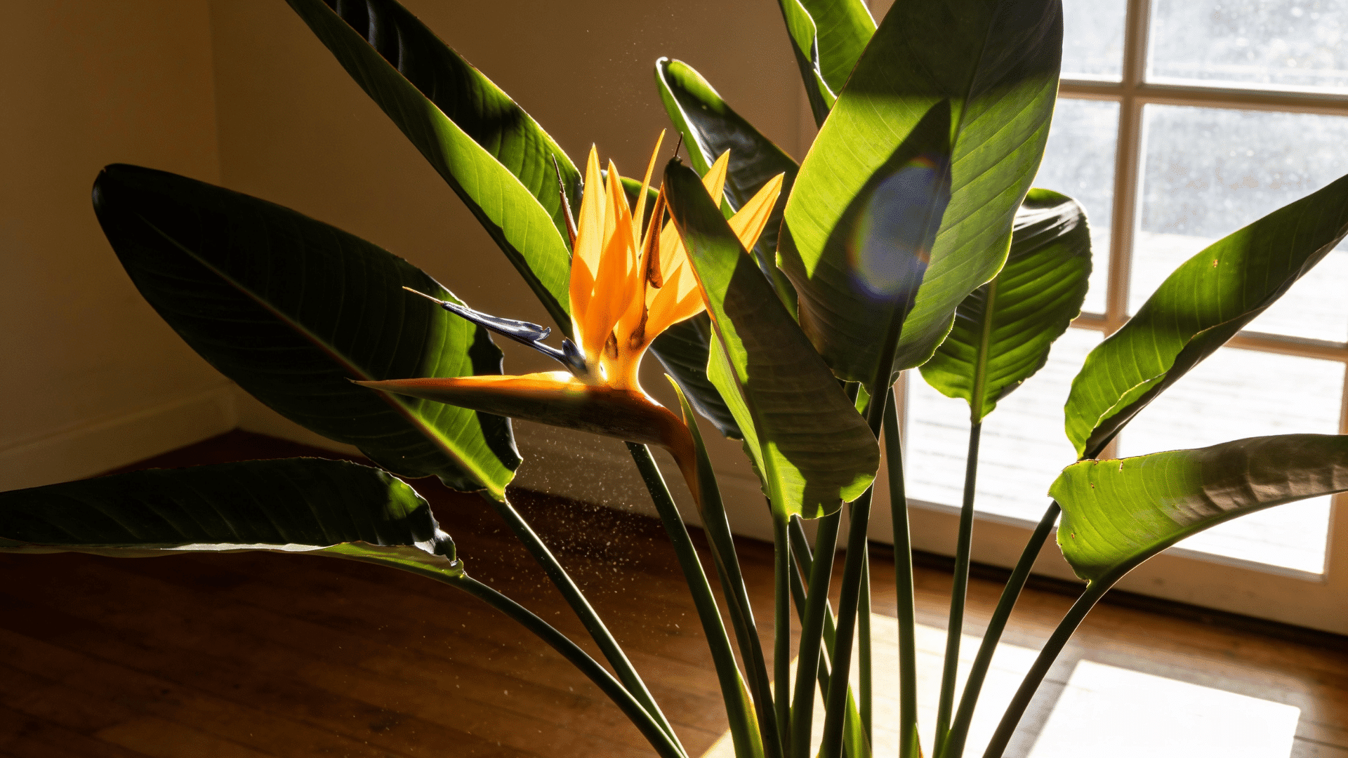 Bird of paradise plant care indoors near a sunny window