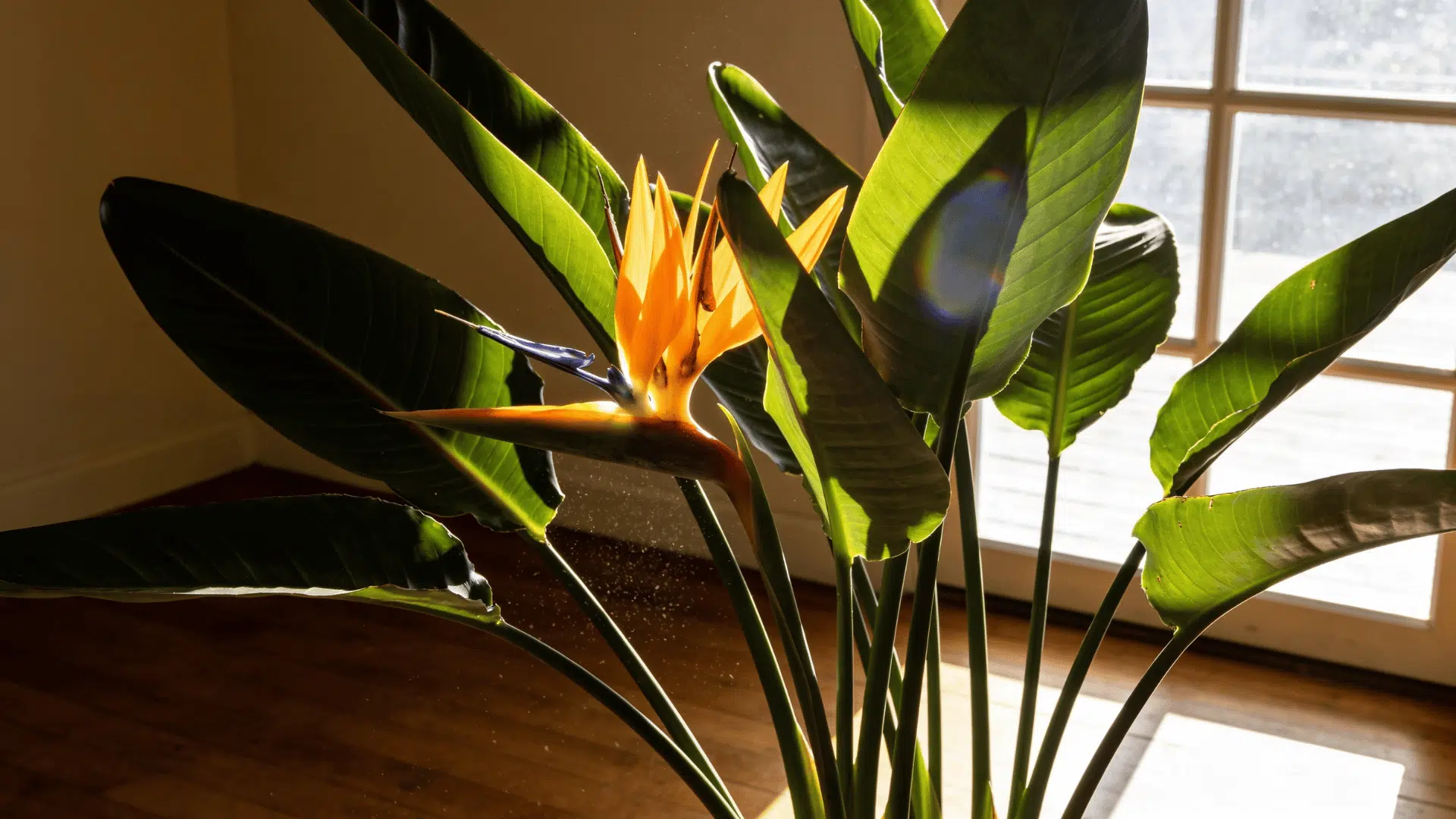 Bird of paradise plant care indoors near a sunny window