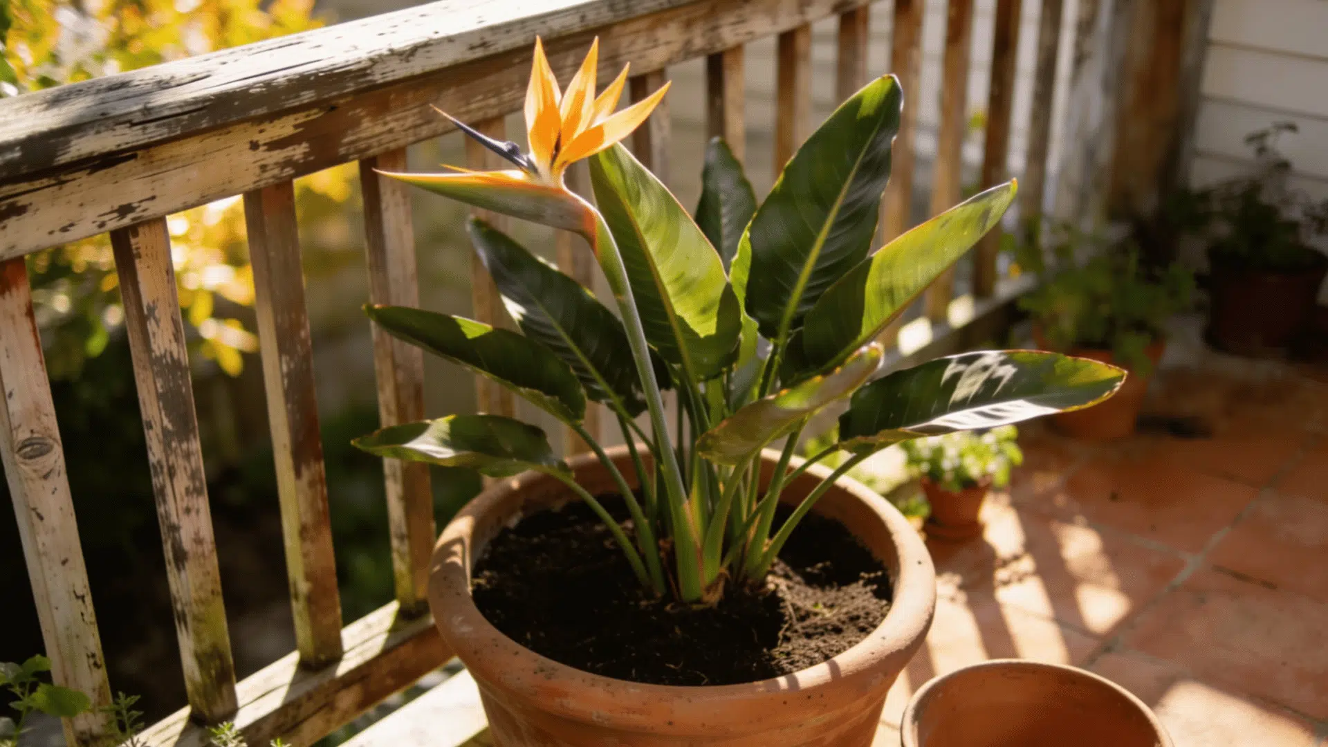Bird of paradise plant care in a pot on a balcony