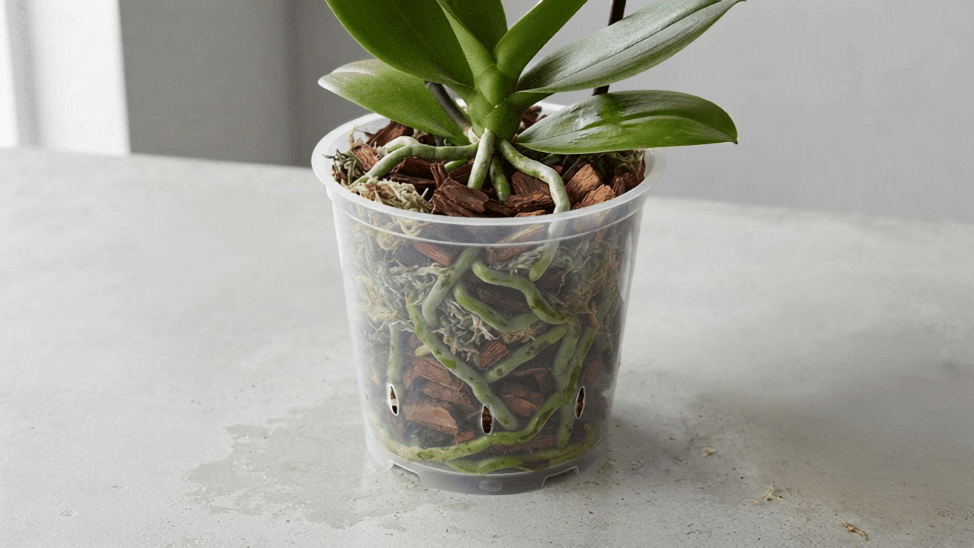 Orchid in a clear pot with visible roots growing in bark and moss potting mix