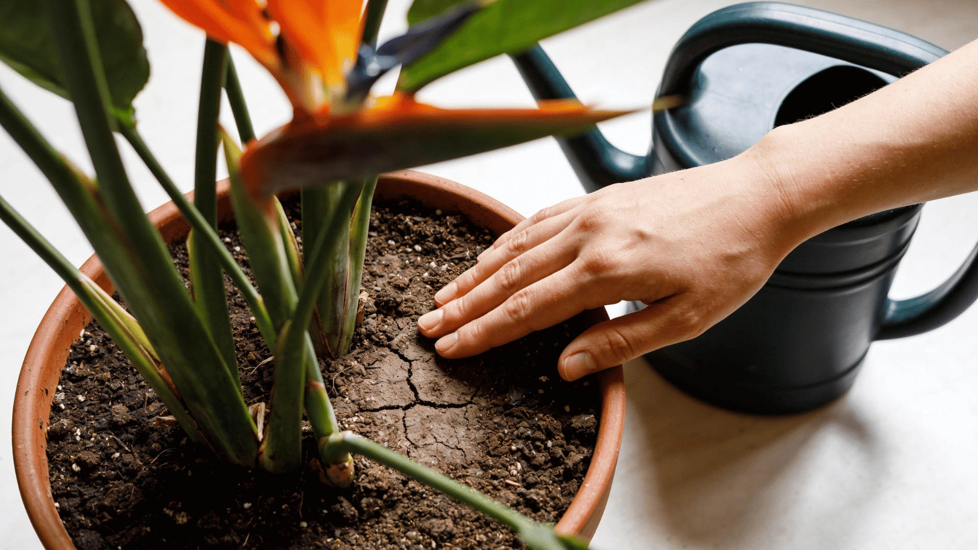 Watering bird of paradise plant care in a terracotta pot