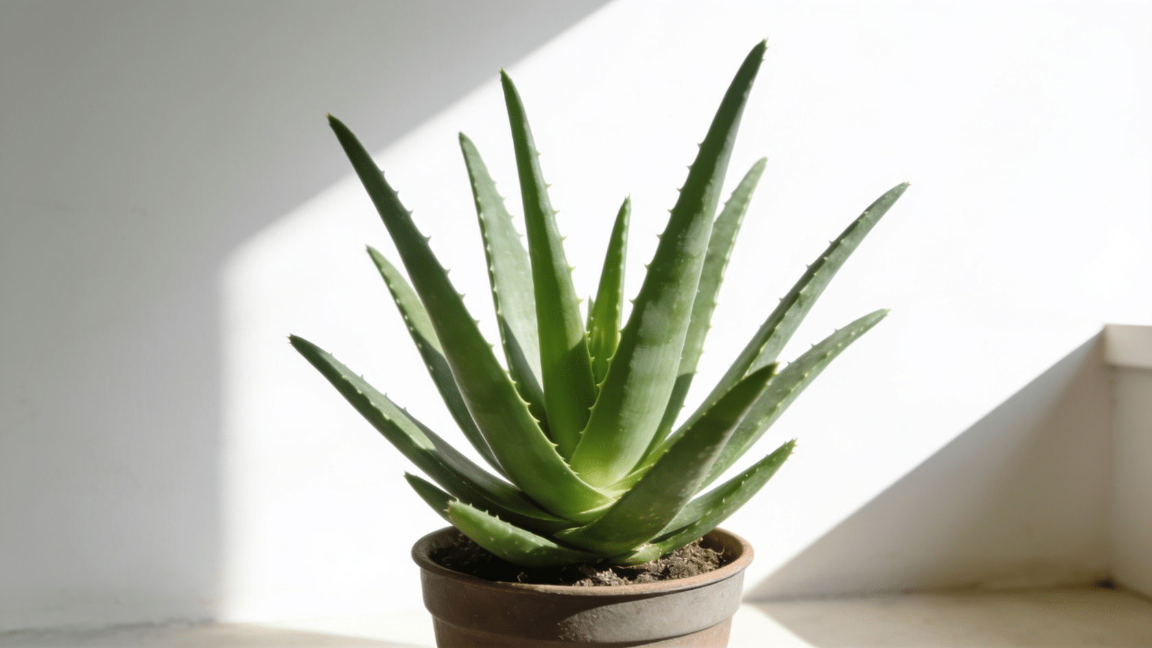 Aloe vera, a common house plants staple, with thick fleshy leaves in bright light