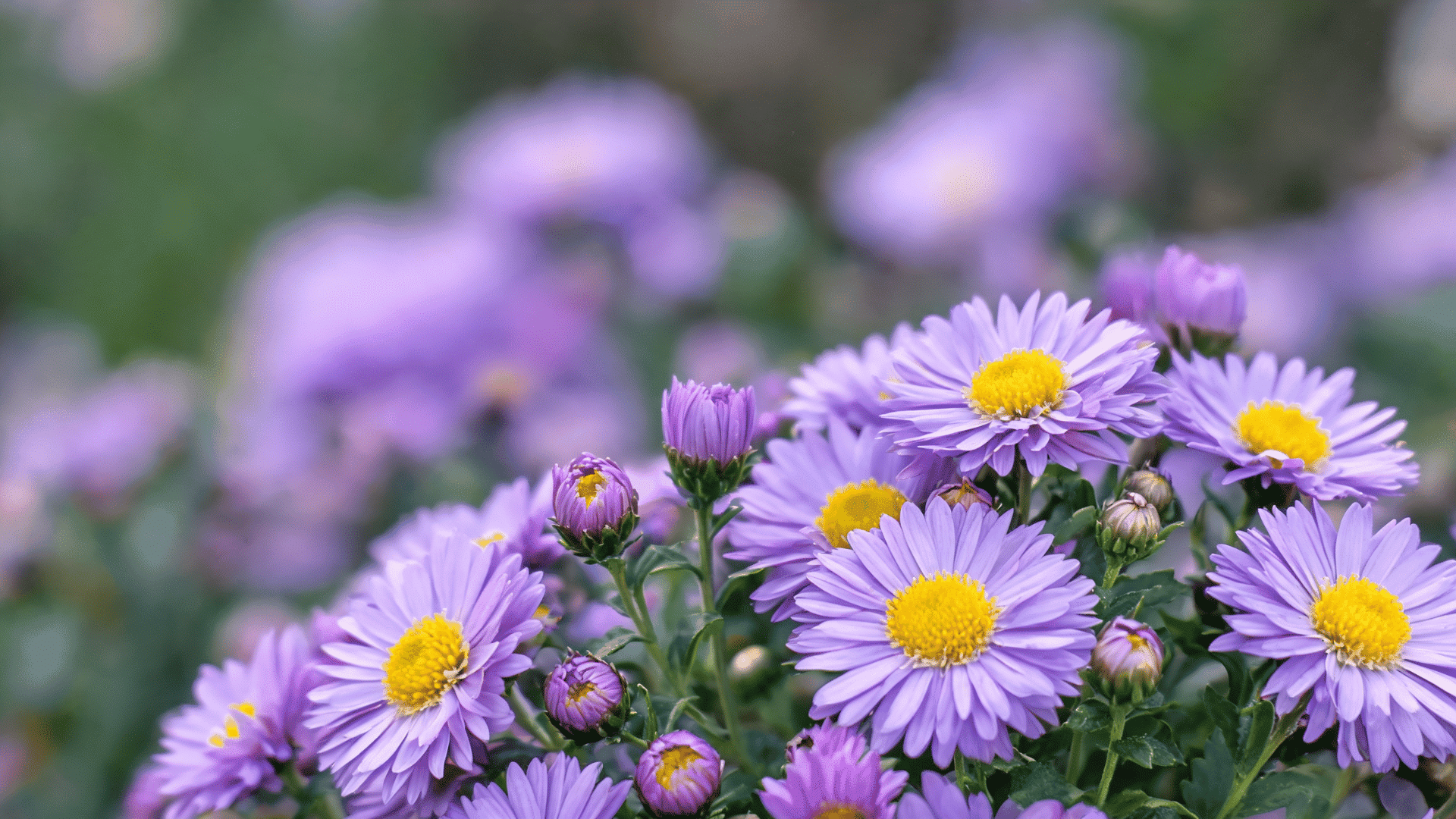 Purple aster flowers with yellow centers blooming in a garden with a blurred green background.