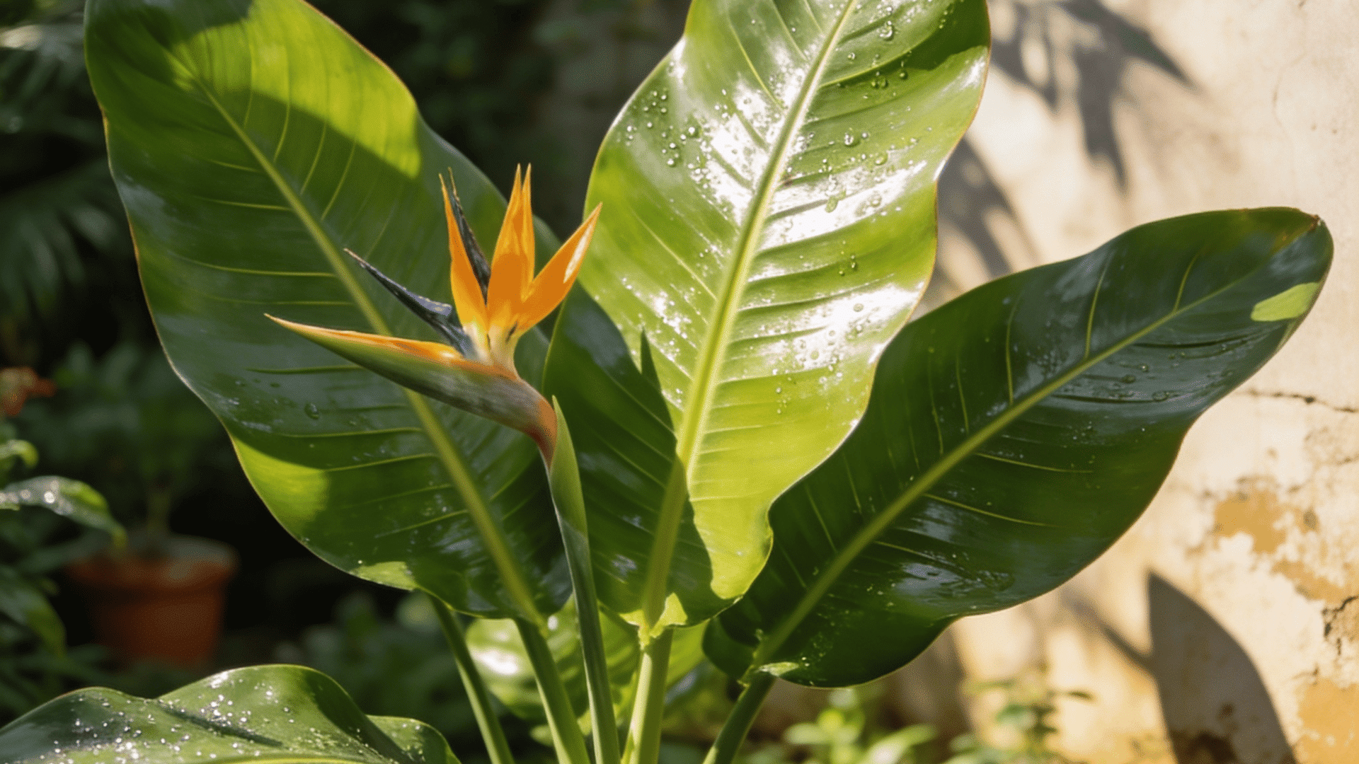 Blooming bird of paradise plant care outdoors with orange flower