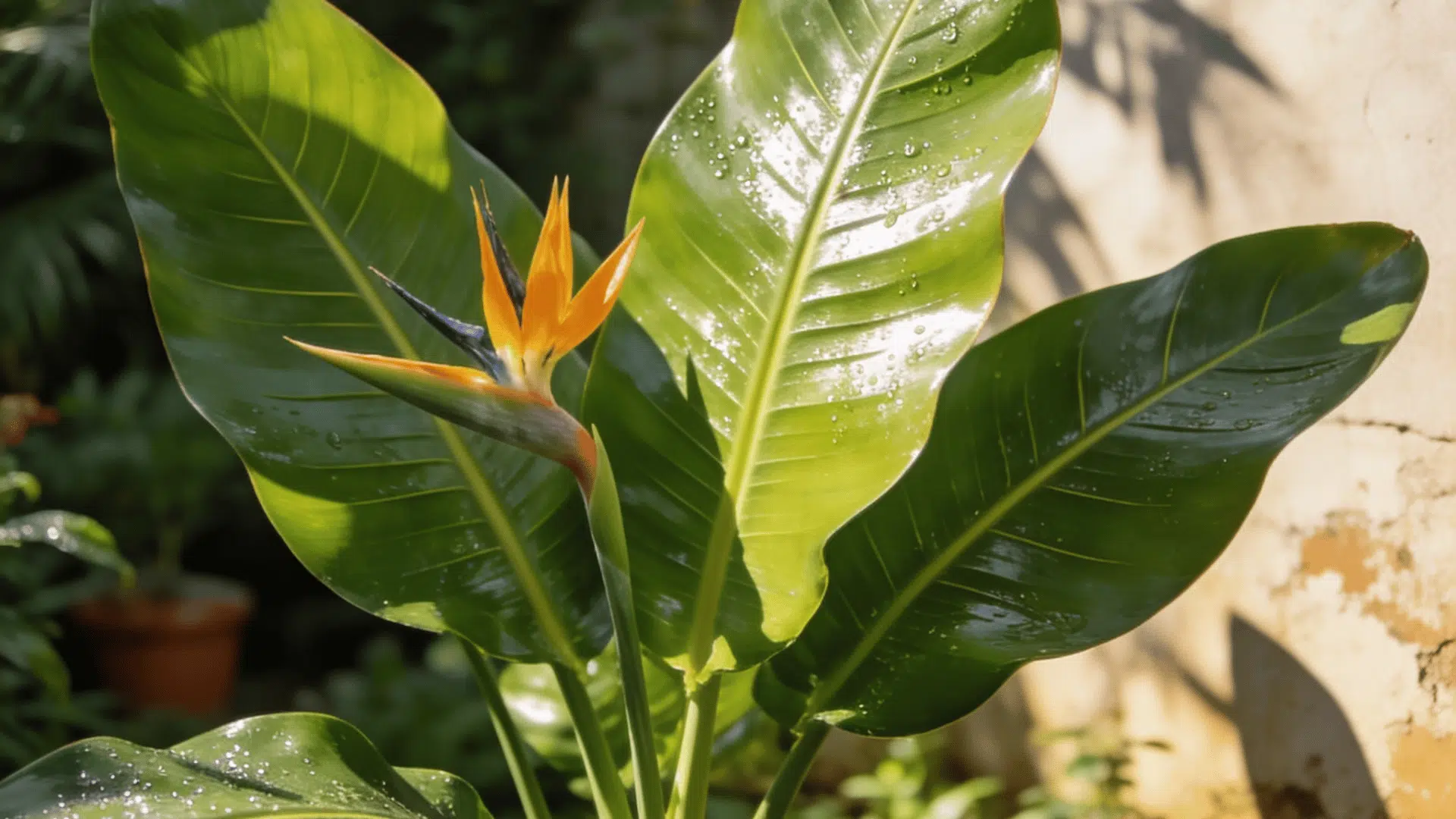 Blooming bird of paradise plant care outdoors with orange flower