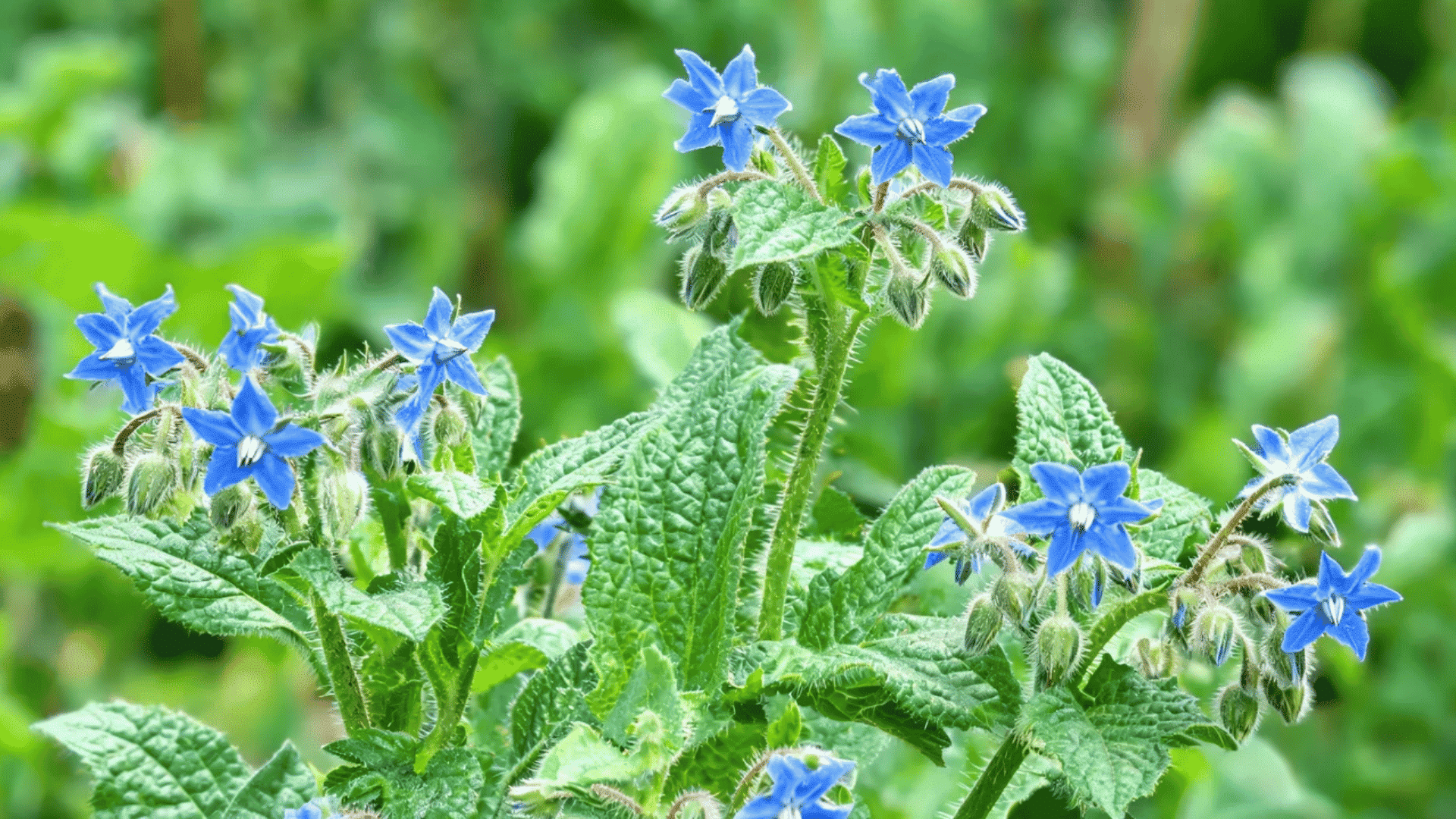 Blue flowers with green leaves on a borage plant.