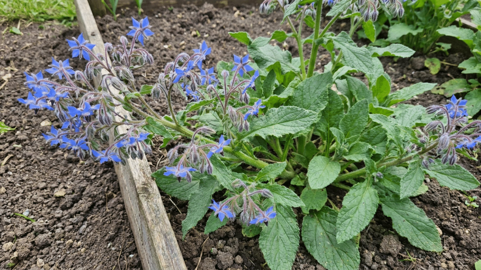 Borage planted near tomatoes as companion plants to attract pollinators