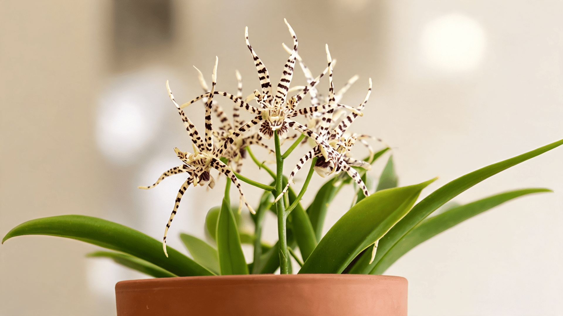 Brassia orchid with white star-shaped flowers marked by dark stripes in a terracotta pot.