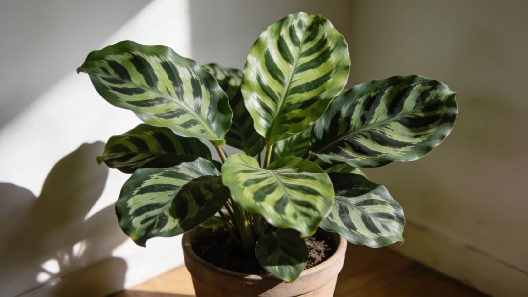 Common house plant calathea with striped patterned leaves in a terracotta pot near a sunlit wall.