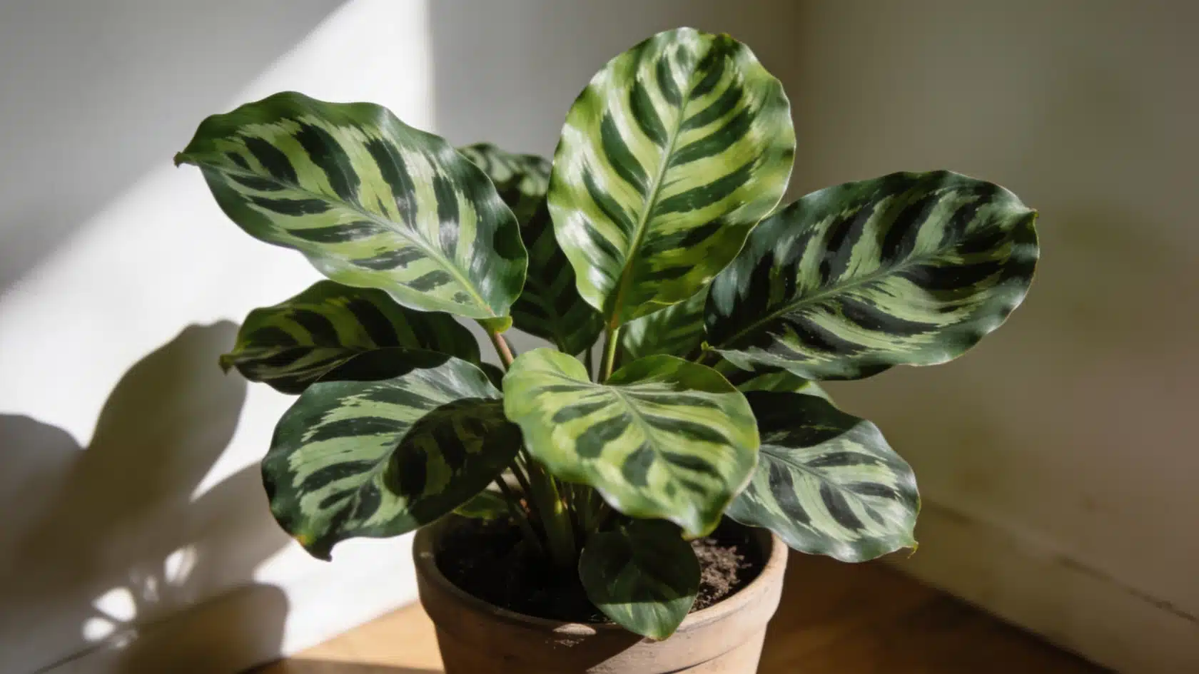 Common house plant calathea with striped patterned leaves in a terracotta pot near a sunlit wall.
