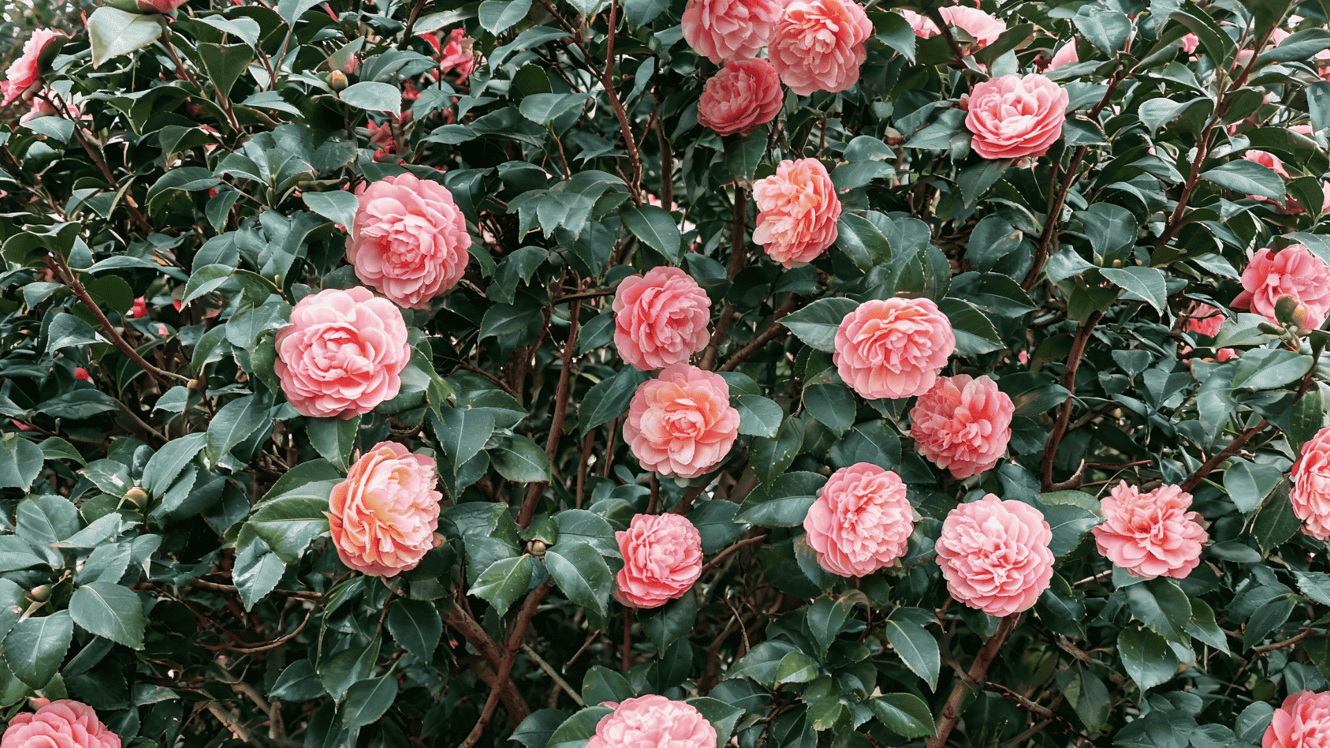 Pink camellia flowers blooming on leafy green shrubs in a garden.