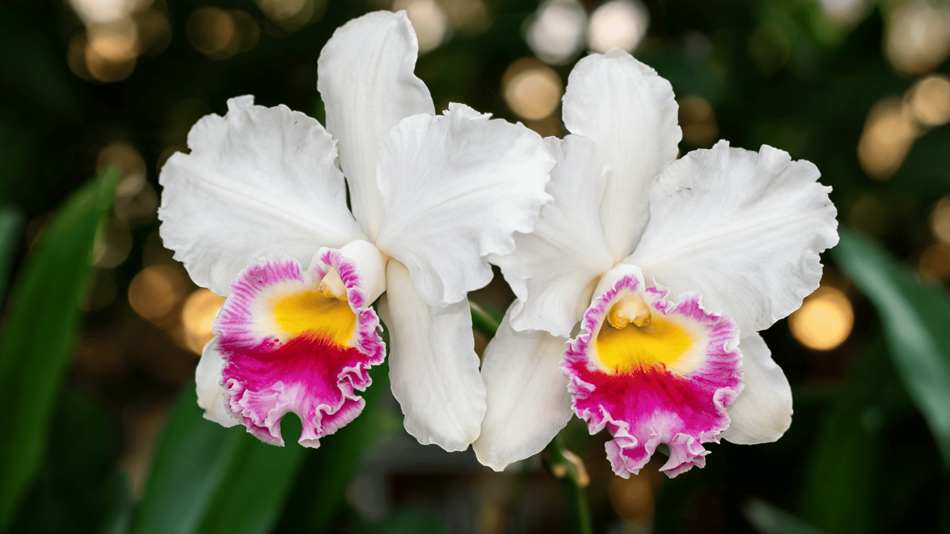 Close-up of two white Cattleya orchids featuring vibrant magenta and yellow centers.