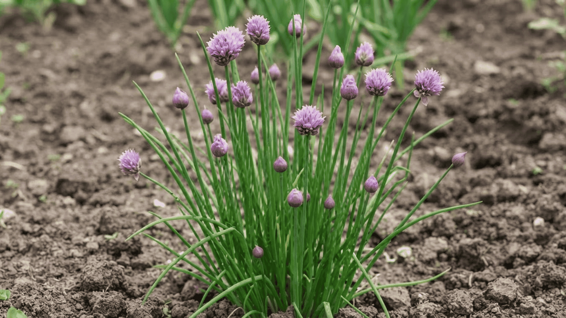 Chives-flower