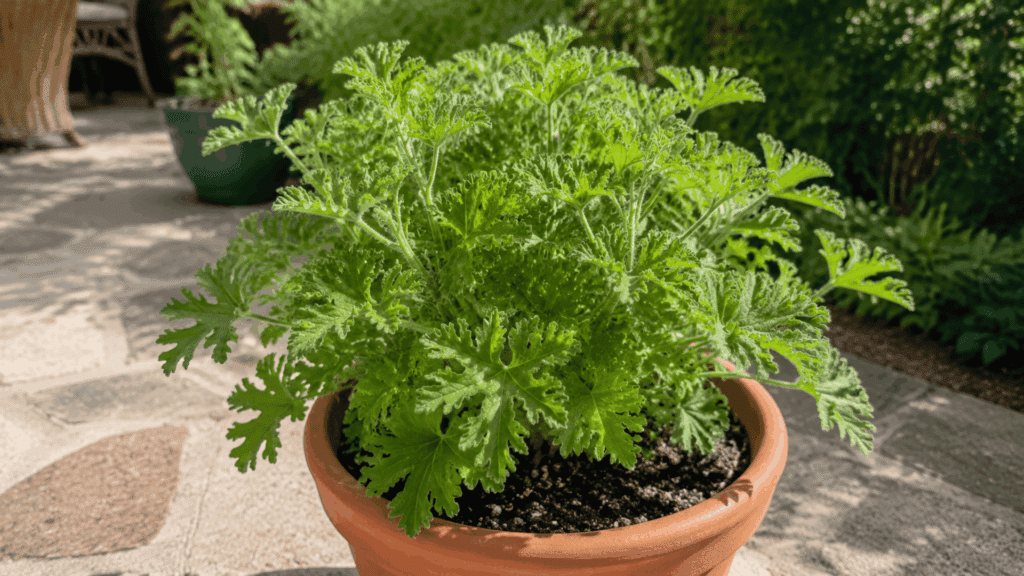 Potted citronella plant with green leaves growing on an outdoor patio.