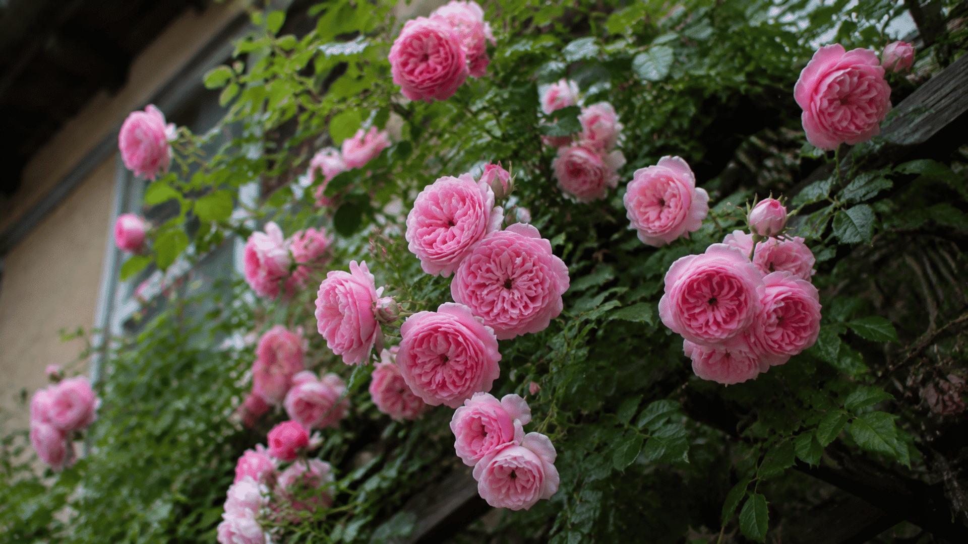 Close-up view of pink climbing roses blooming on a leafy vine against a garden trellis.