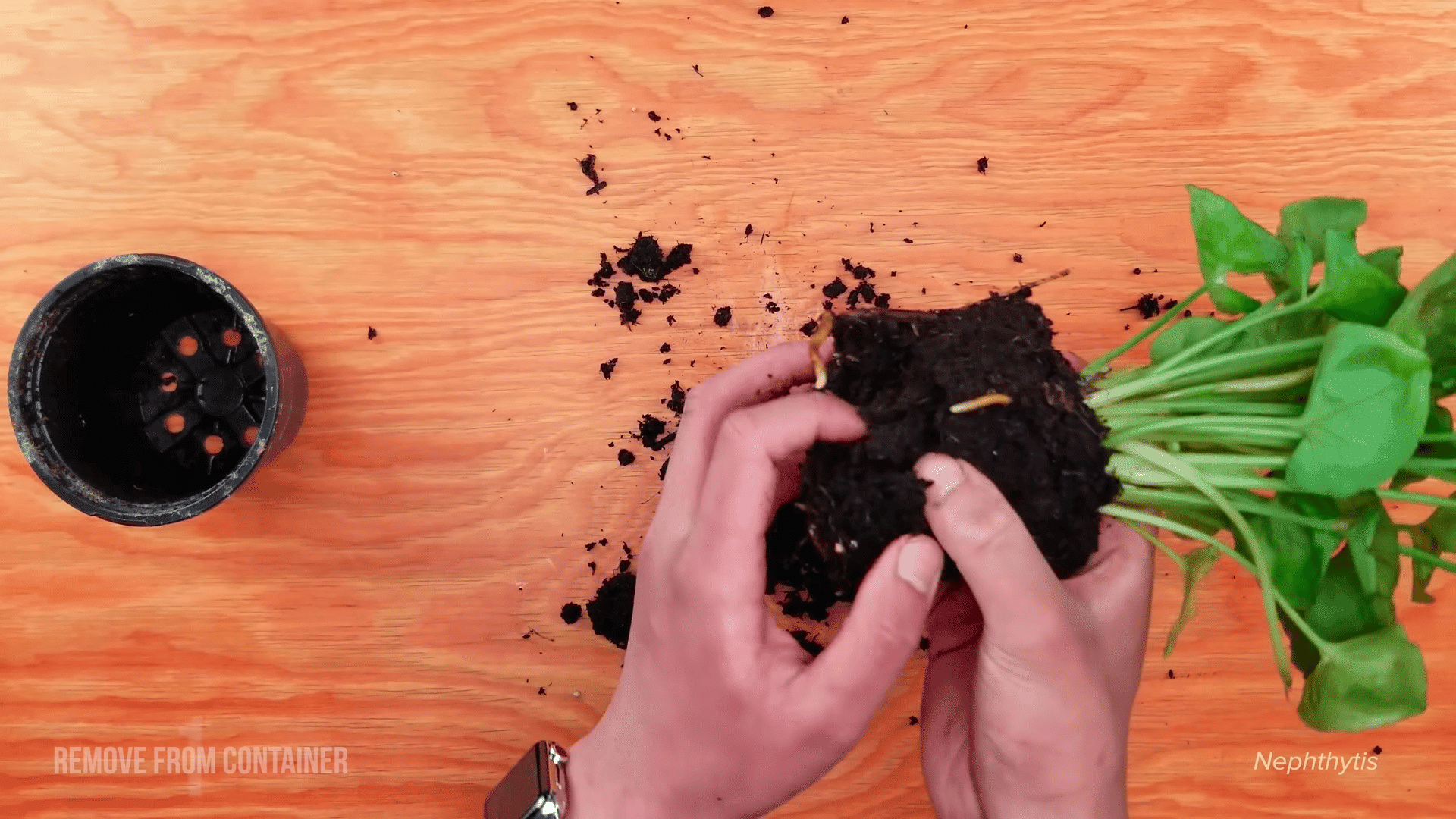 Close-up of hands gently loosening the dense soil and root ball of a green Nephthytis plant.
