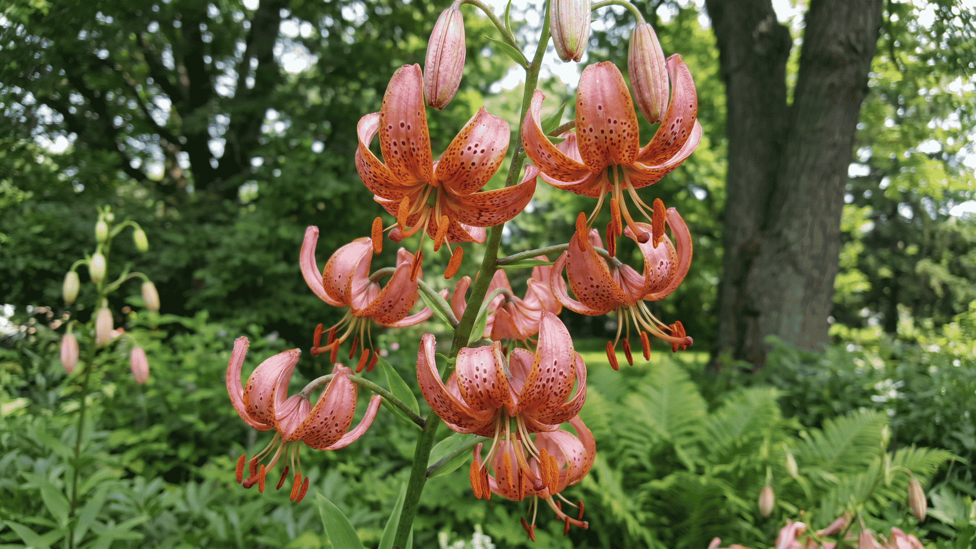 Pink Martagon lily flowers showing types of lilies and their meanings in a garden