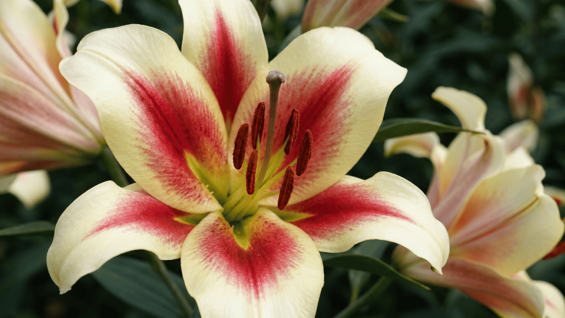 Cream and pink Orienpet lily flower showing types of lilies and their meanings in a garden