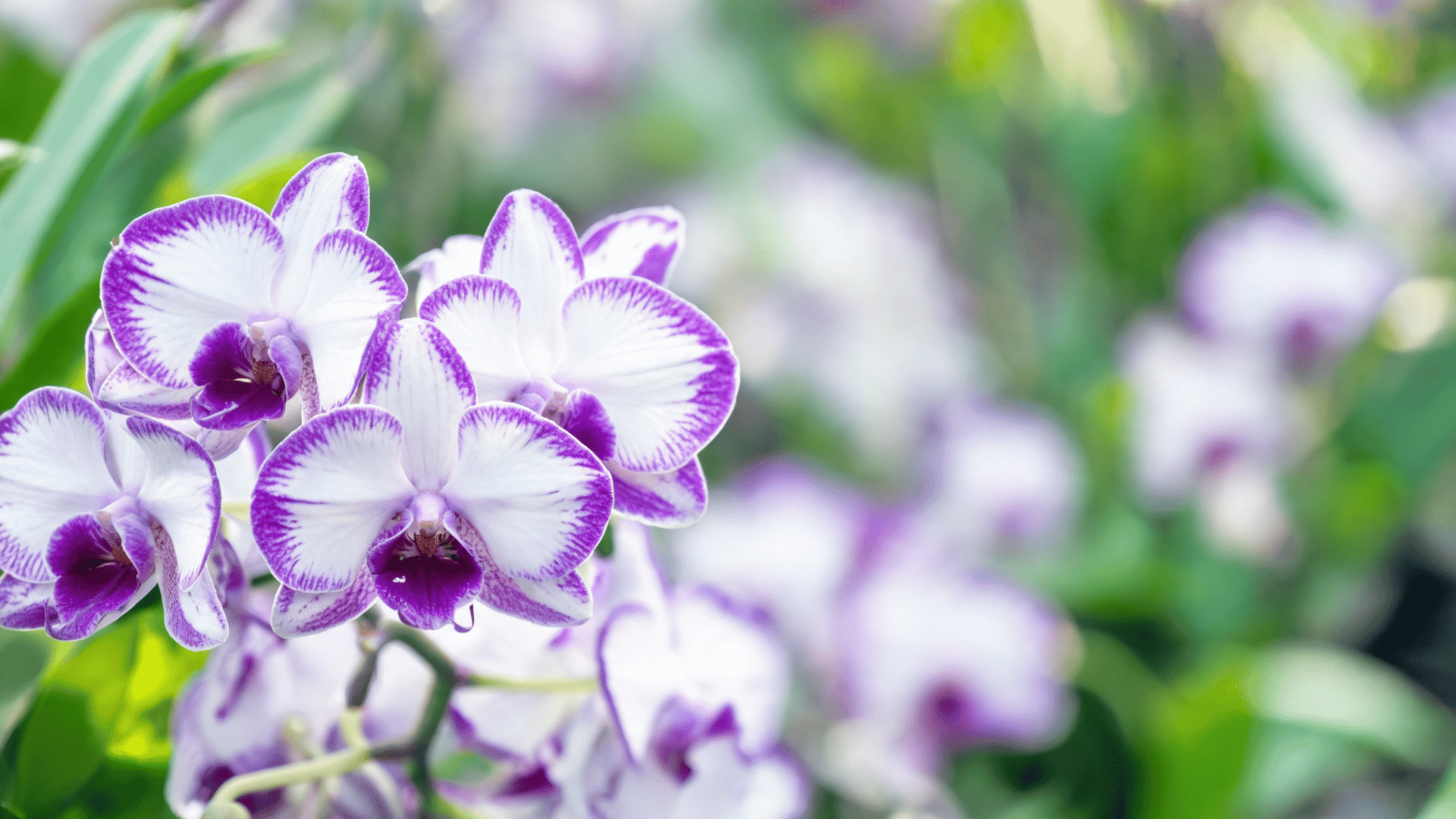 Close-up of white Dendrobium orchids with vibrant purple edges blooming on a stem.