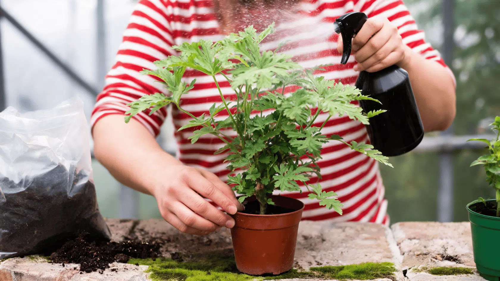 A person in a striped shirt mists a potted citronella plant with a black spray bottle on a stone potting bench.