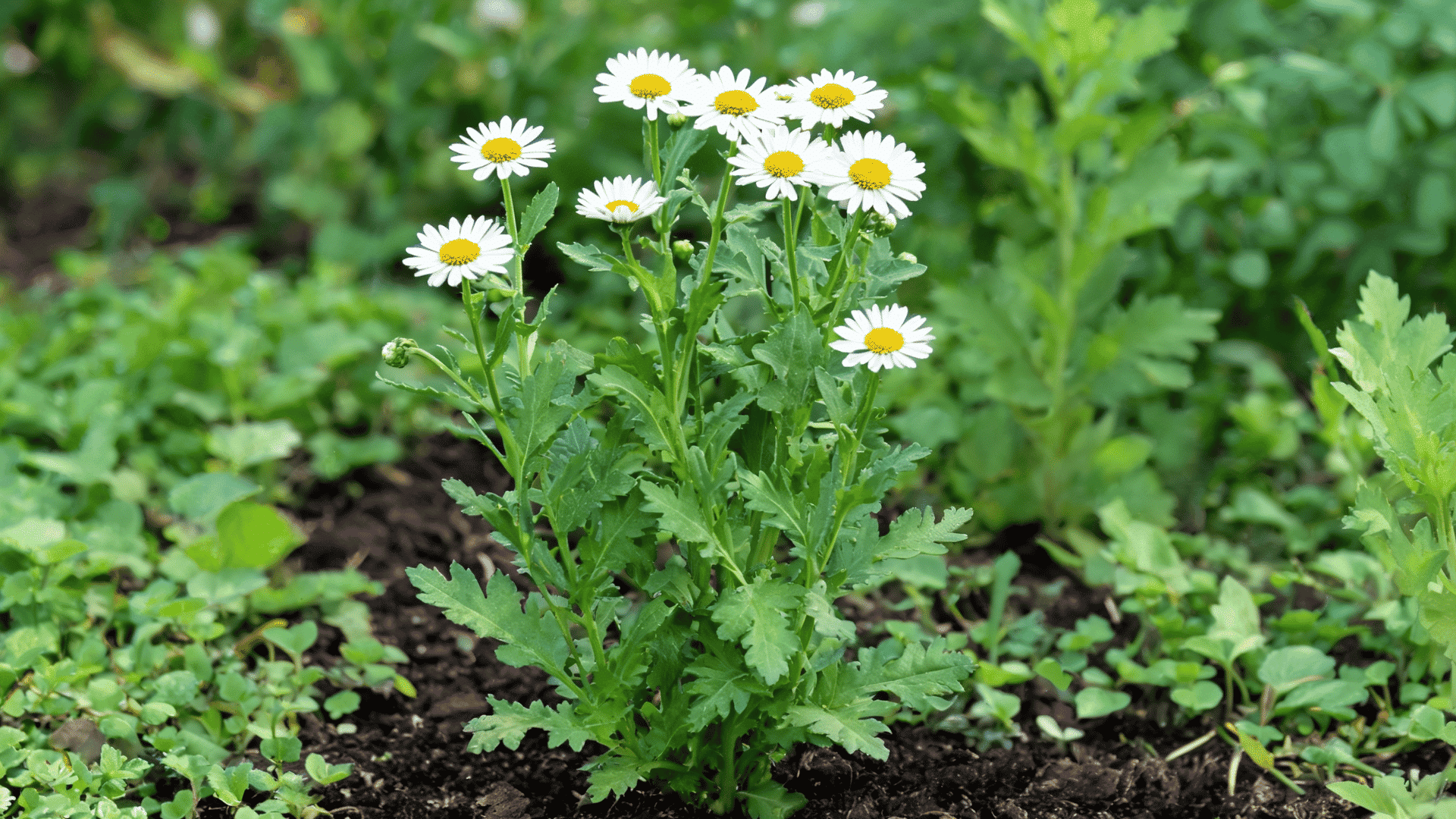 Feverfew-white-daisy-flowers