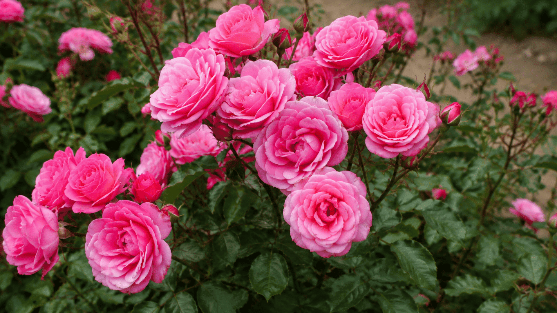 Pink Floribunda roses blooming in clusters in a lush garden.