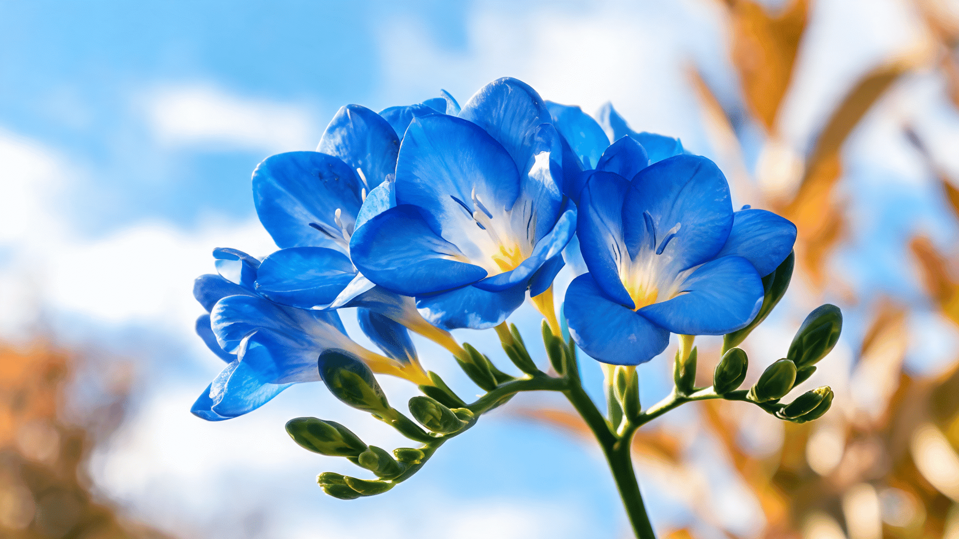 Blue freesia flowers blooming on a green stem with buds against a blurred sky background.