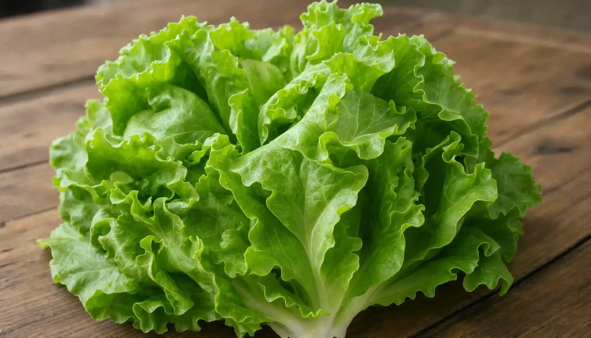 Fresh green lettuce head with crisp ruffled leaves