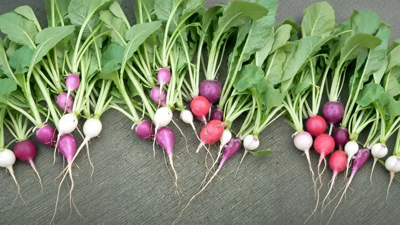 Freshly harvested colorful radishes with lush green leaves
