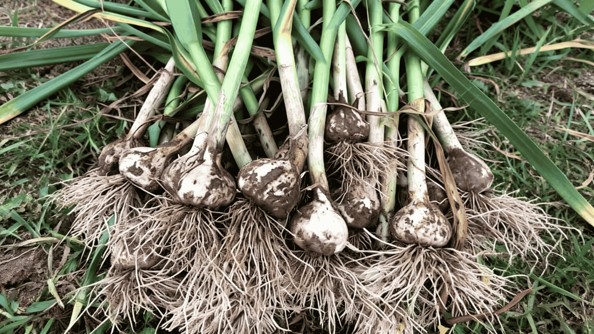 Garlic bulbs with roots and green stems lying on grass.