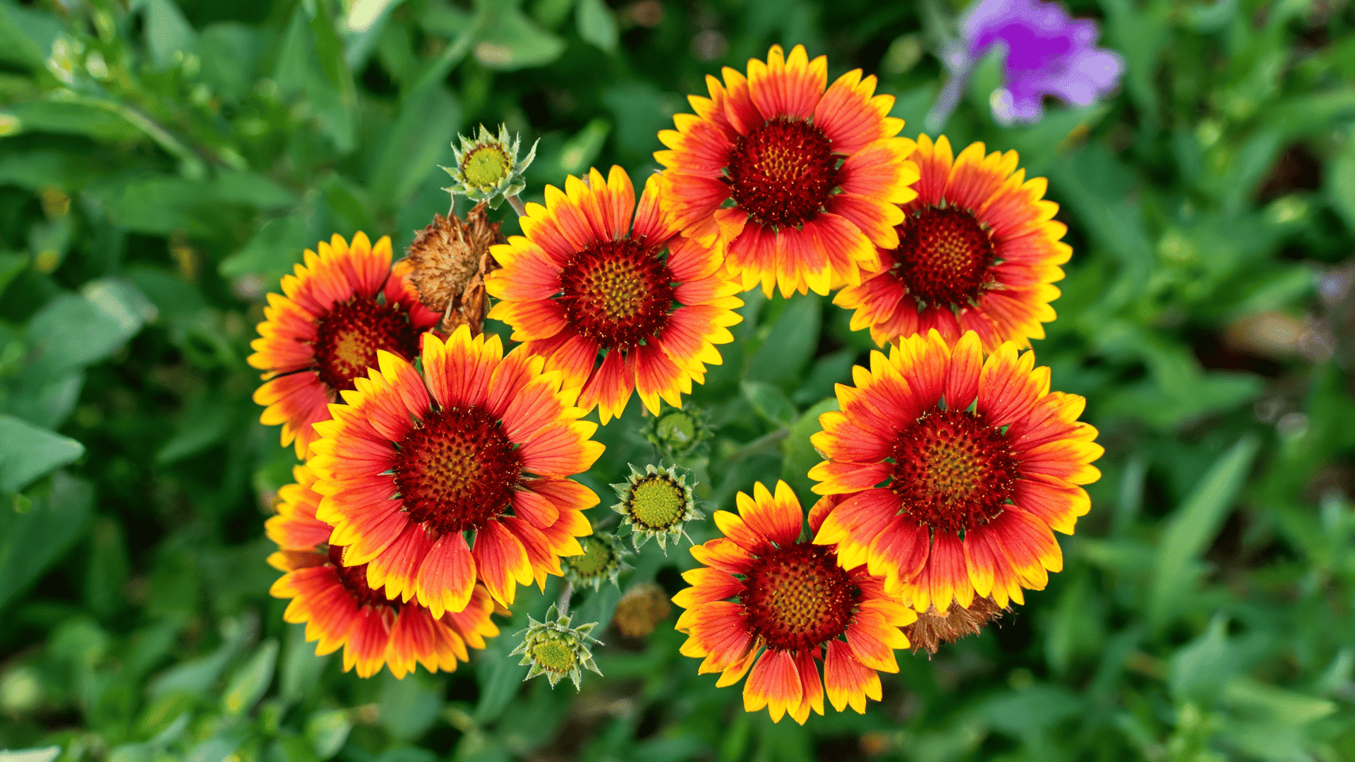 Orange and yellow blanket flowers blooming with green leaves in a garden.