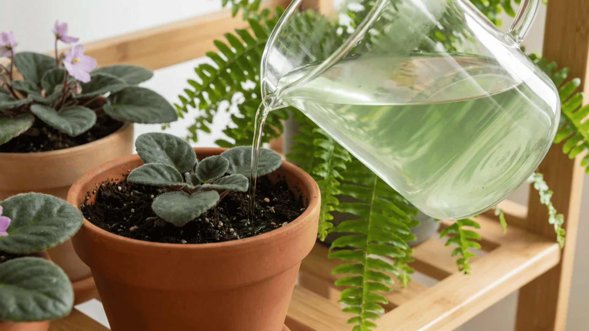 Green tea being poured into the soil of fern and African violet plants indoors