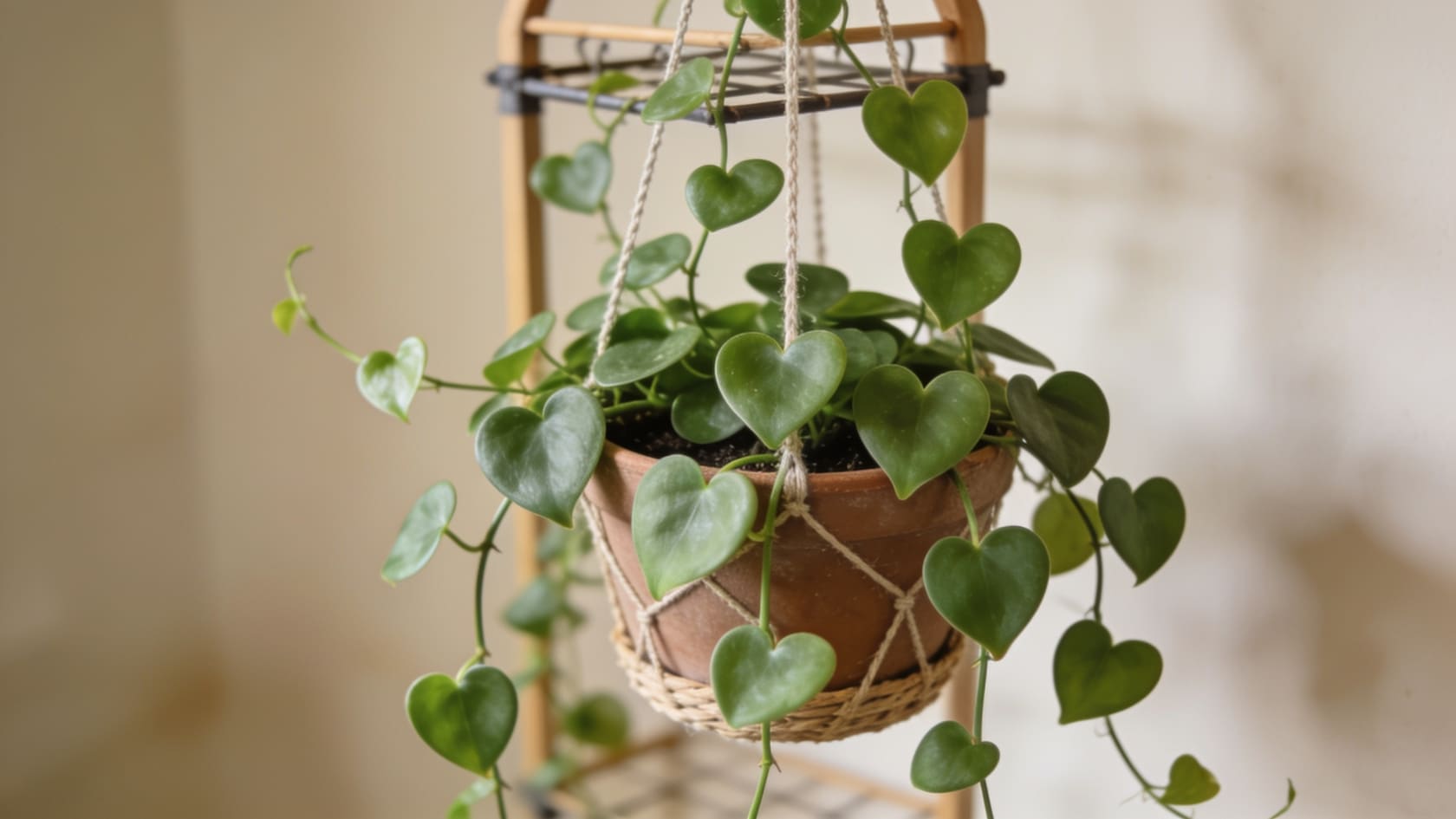 Philodendron, a trailing common house plants choice, with heart-shaped leaves in a basket