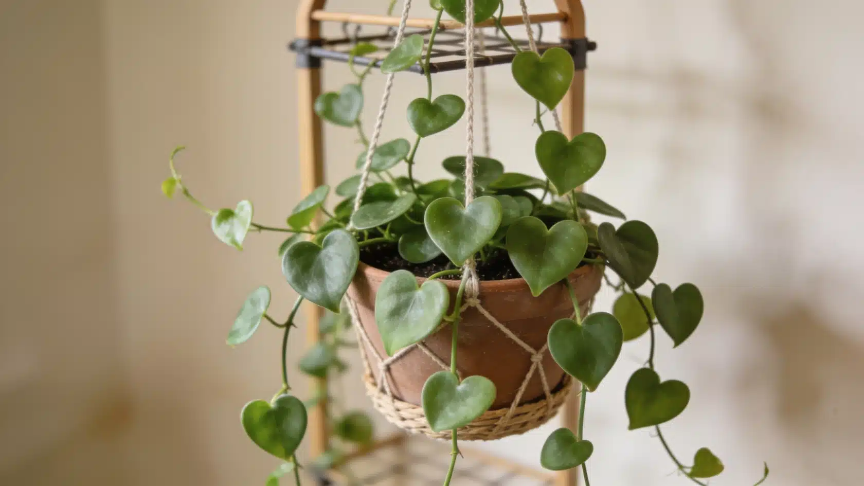 Philodendron, a trailing common house plants choice, with heart-shaped leaves in a basket