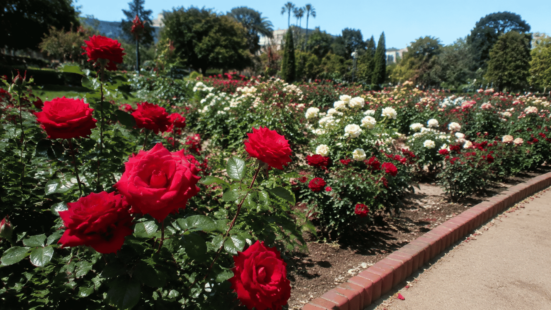 Hybrid tea roses blooming in a garden bed with large red flowers, green foliage, and rows of roses in a sunny landscape.