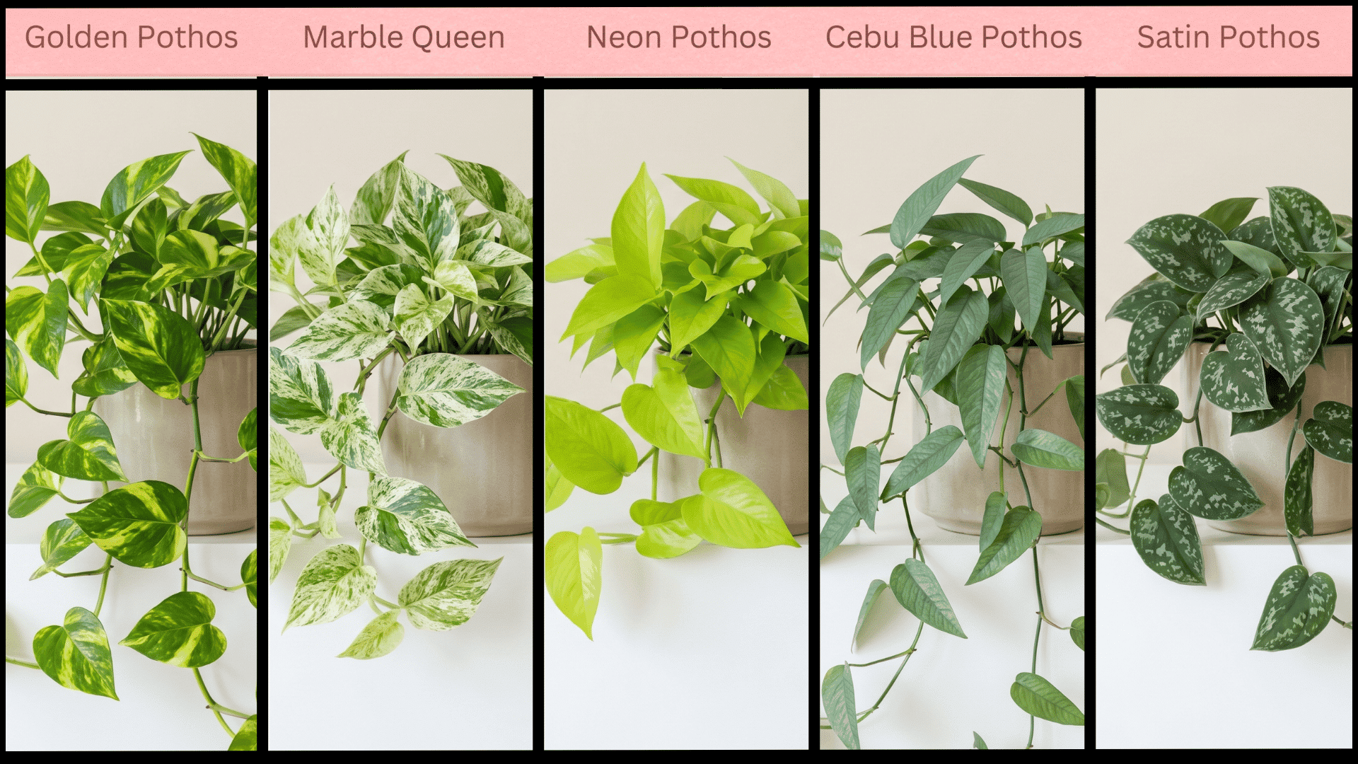 Indoor-pothos-variations