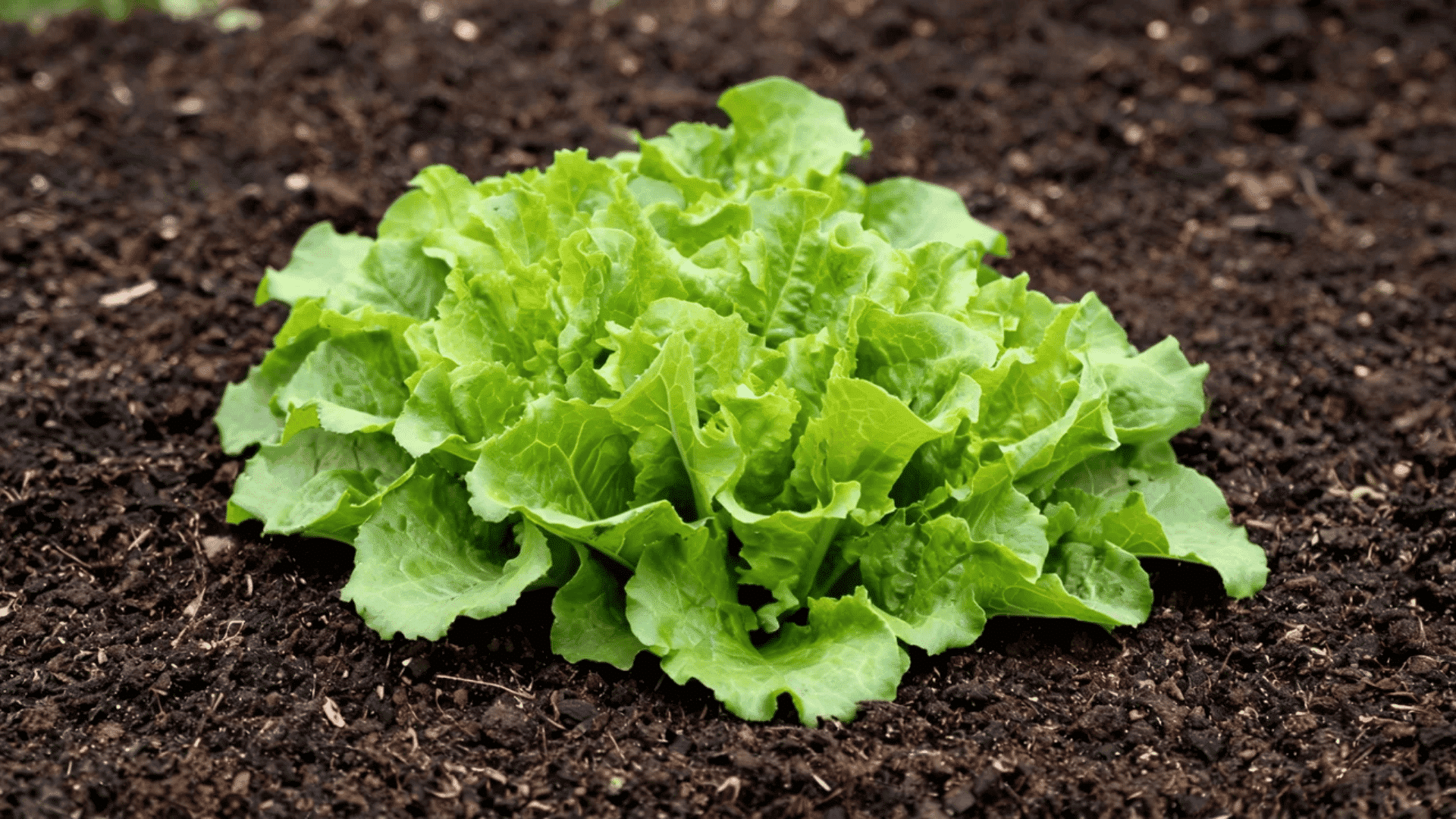 Green lettuce plant with leaves growing in soil.