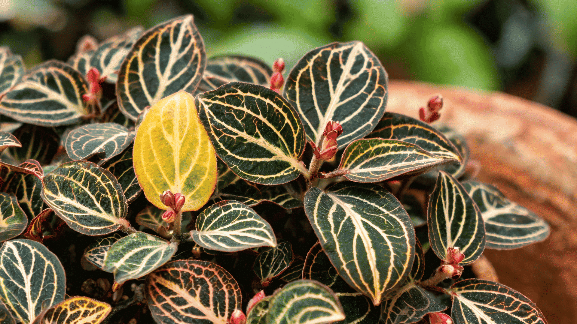 Ludisia orchid with dark green leaves featuring bright vein patterns and small red flower buds in a pot.