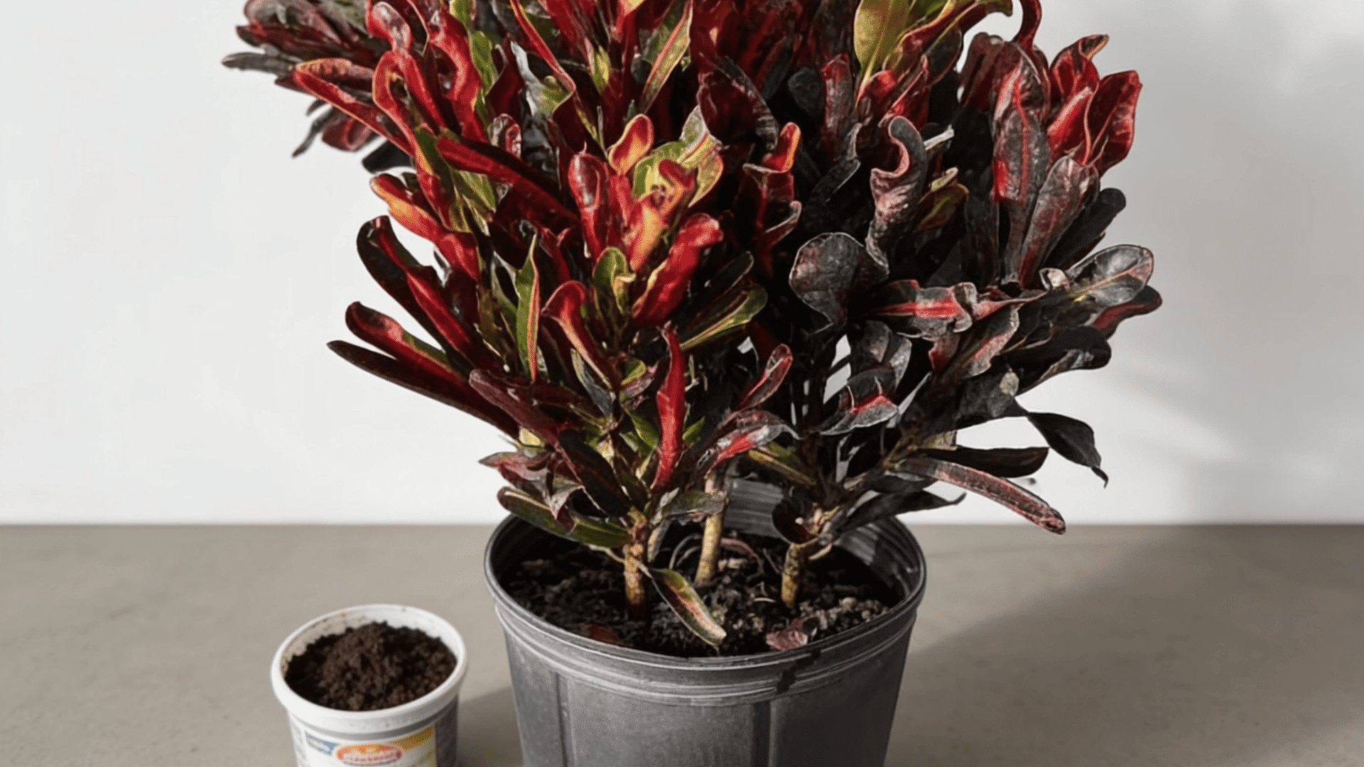 Mammy croton plant in a black pot with colorful red and green leaves beside a container of fertilizer.