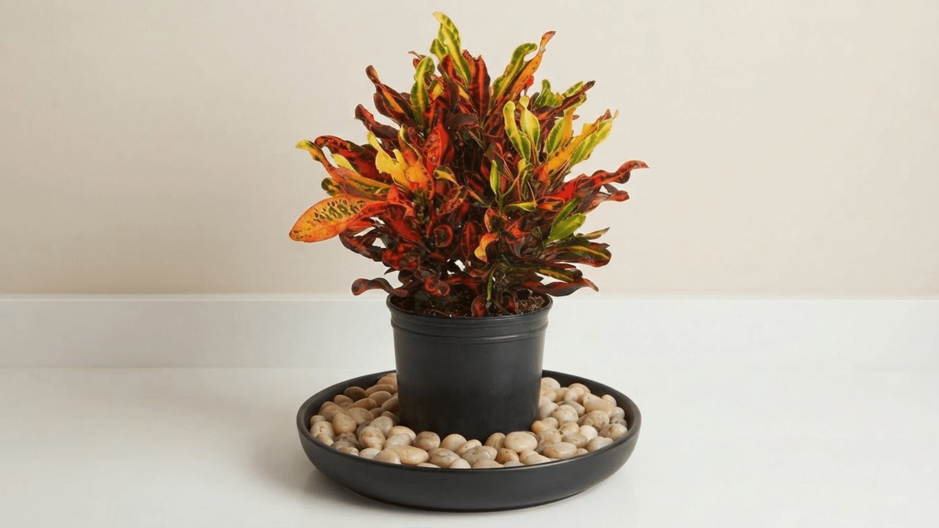 Mammy Croton plant in a pot sitting on a pebble tray indoors for humidity support