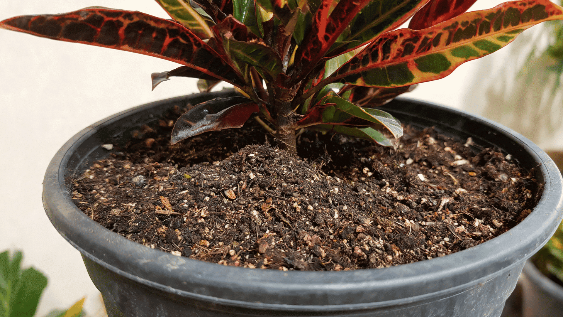 Mammy croton plant base in a black pot with well-draining, perlite-mixed soil