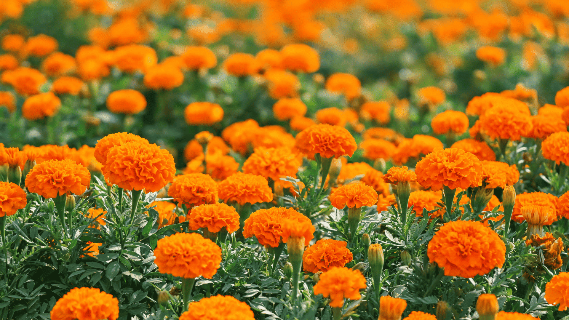 Orange marigold flowers blooming in a garden with green foliage and blurred flowers in the background.