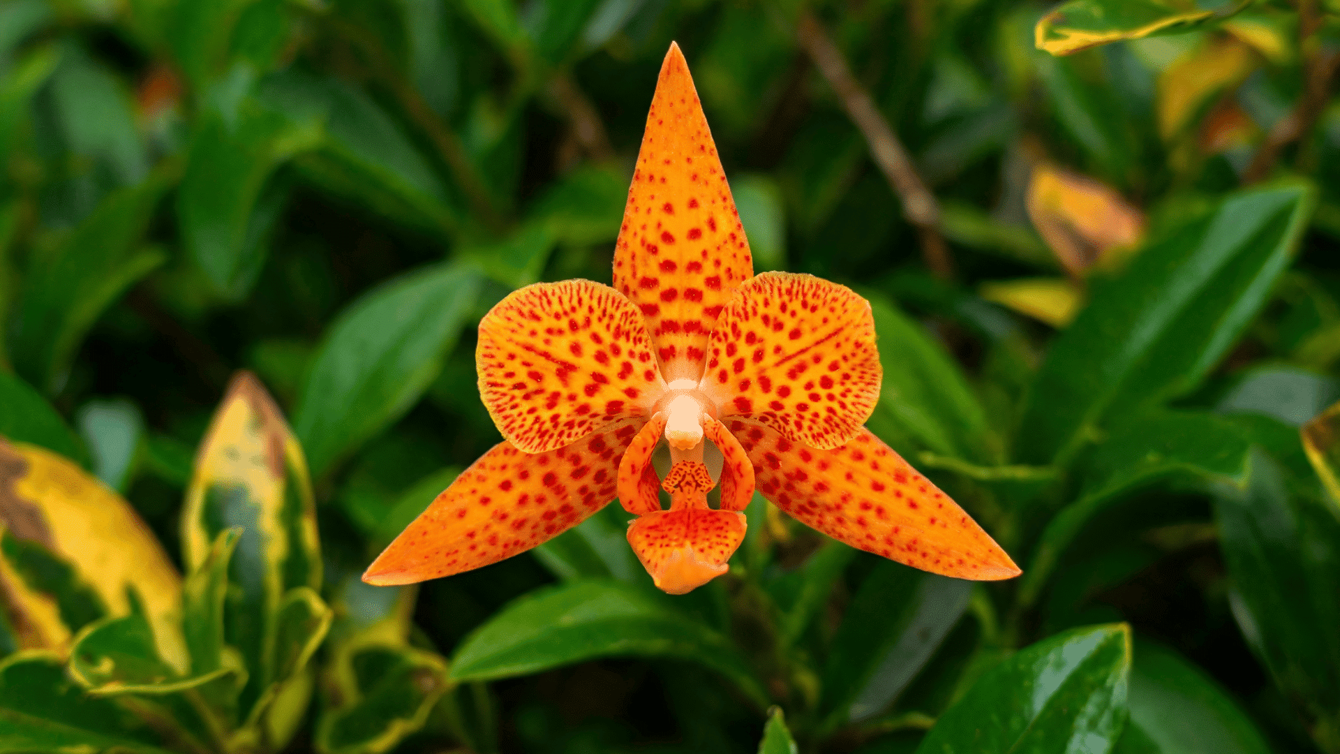 Orange Masdevallia orchid flower with red speckled petals surrounded by green foliage.
