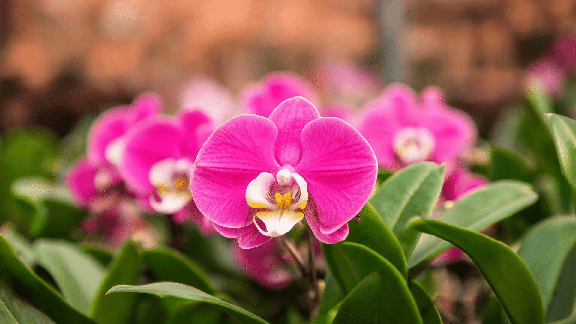 Pink Miltonia orchid flower with broad petals and green leaves against a blurred floral background.