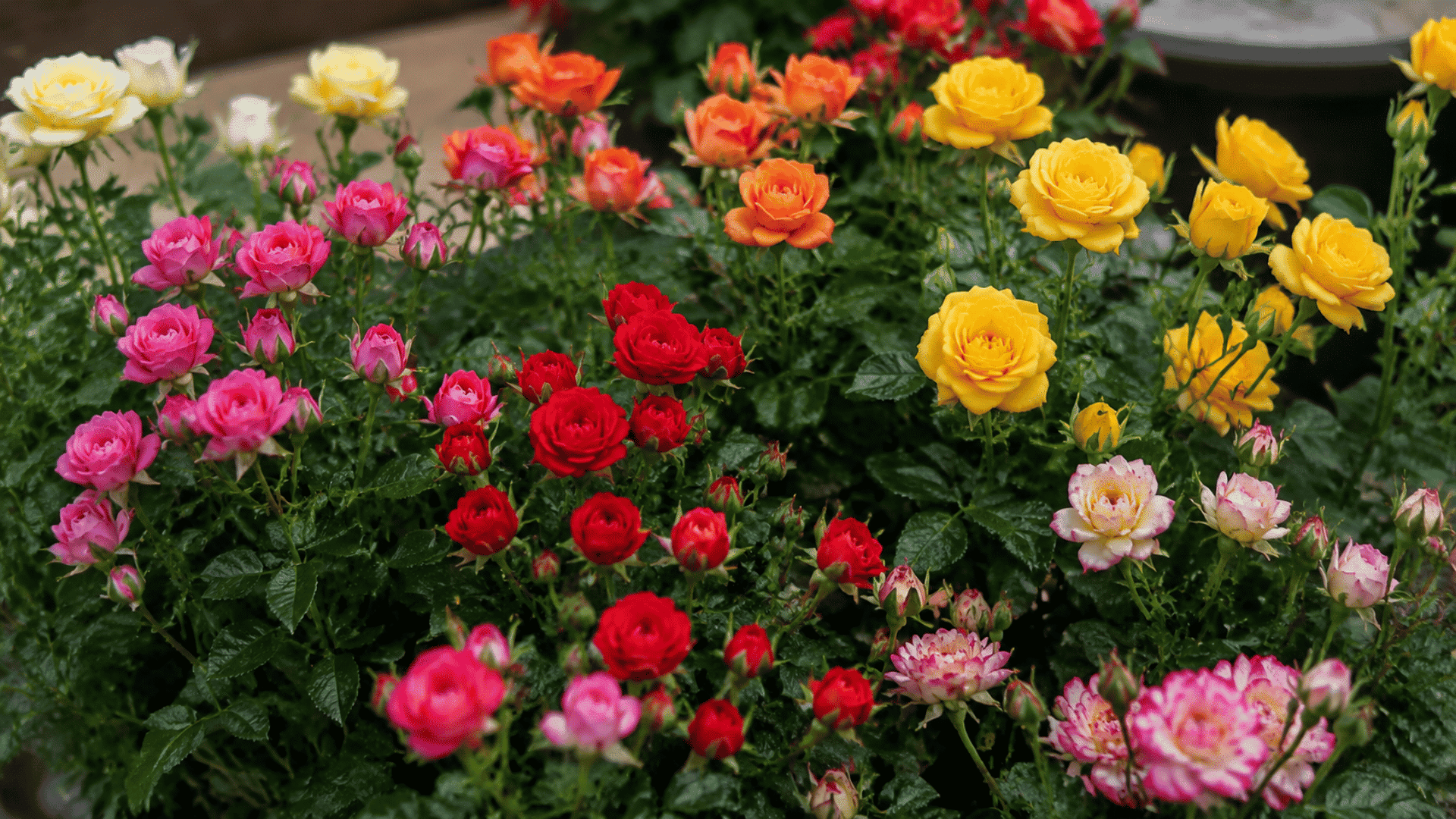 Miniature and miniflora roses blooming with pink flowers and green leaves in a garden pot.