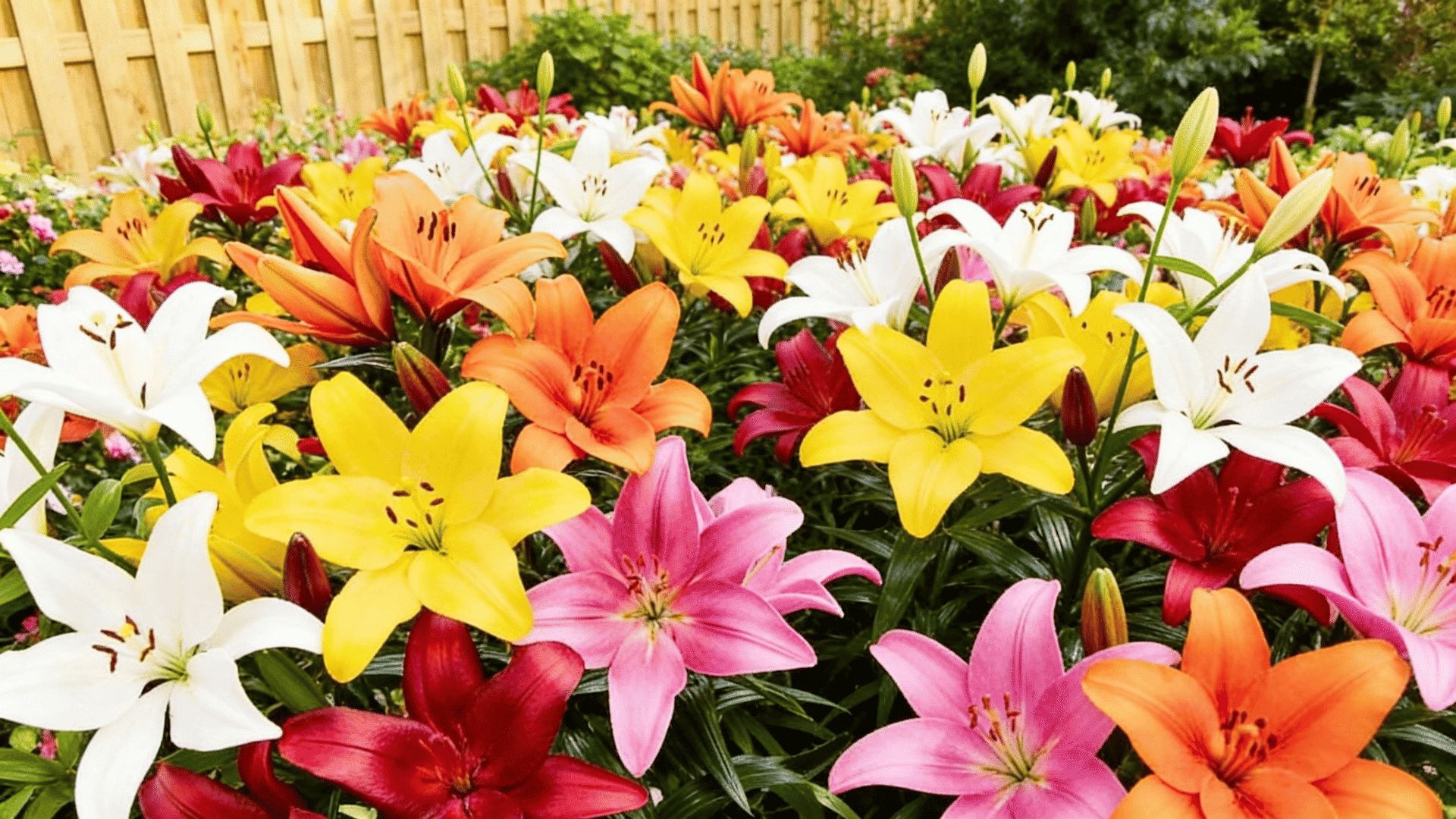Colorful Asiatic lilies showing types of lilies and their meanings in a garden