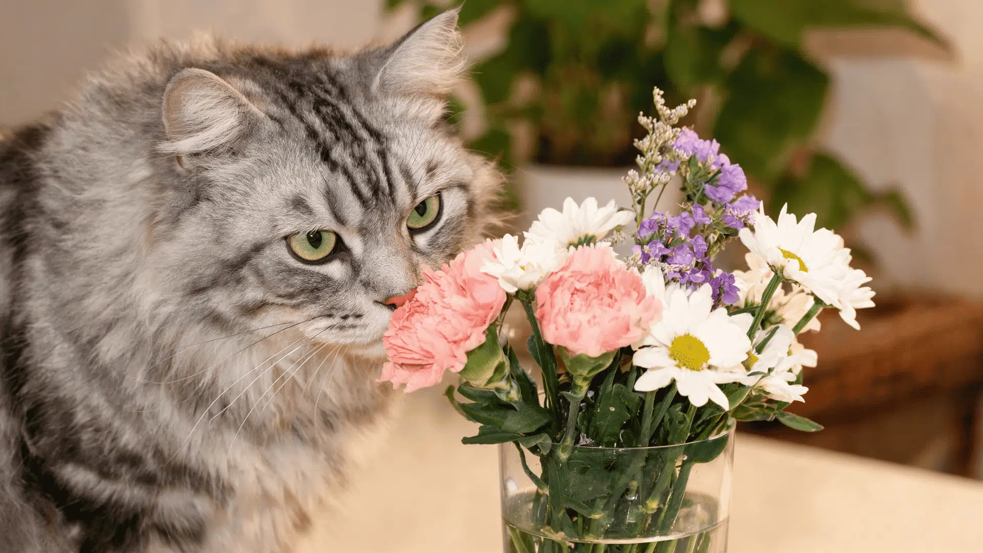 Cat sniffing a vase of flowers on a table in a home setting.