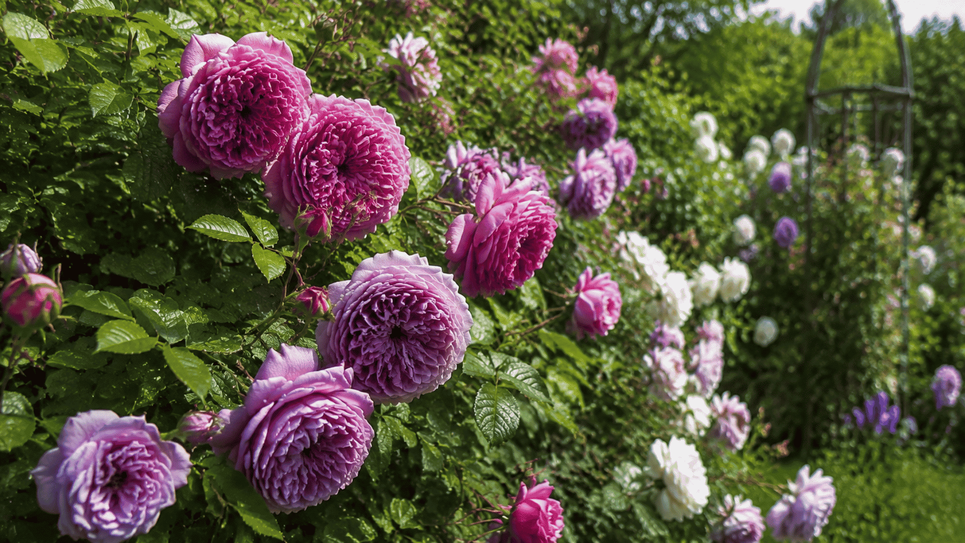 Old Garden Heirloom Roses blooming in soft pink and peach shades with lush green foliage in a cottage garden.