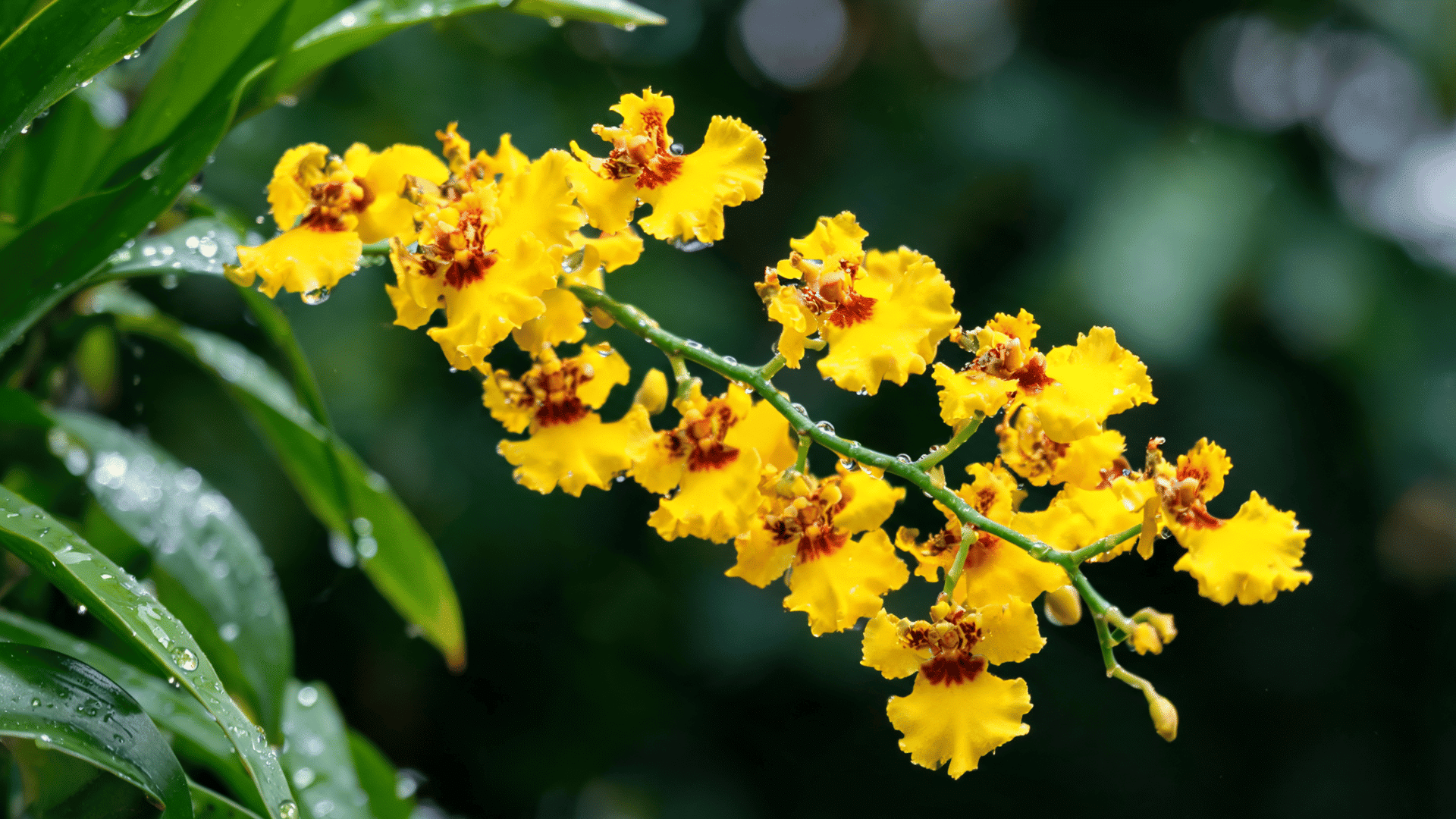A spray of bright yellow Oncidium orchids with reddish-brown centers, speckled with water droplets.